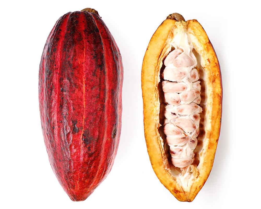 natural cocoa fruit
